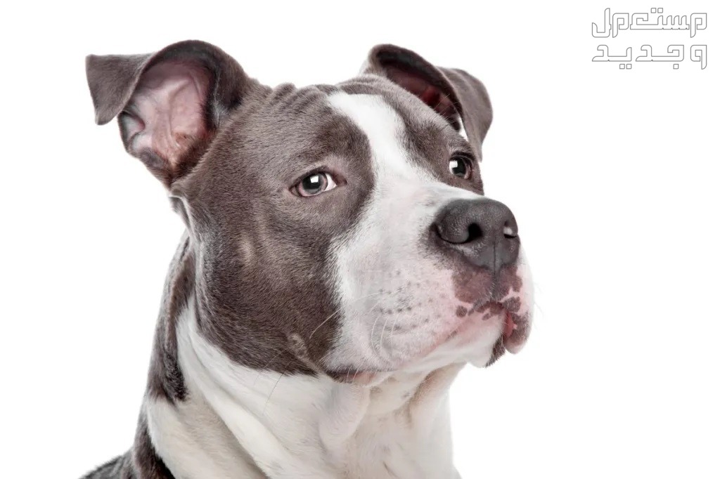 تعرف على الشائعات والمفاهيم الخاطئة عن كلب بيتبول امريكي صورة لطيفة للبيتبول الأمريكي