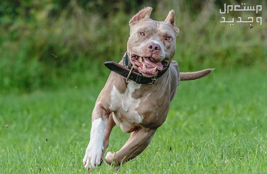 تعرف على الشائعات والمفاهيم الخاطئة عن كلب بيتبول امريكي كلب بيتبول يركض