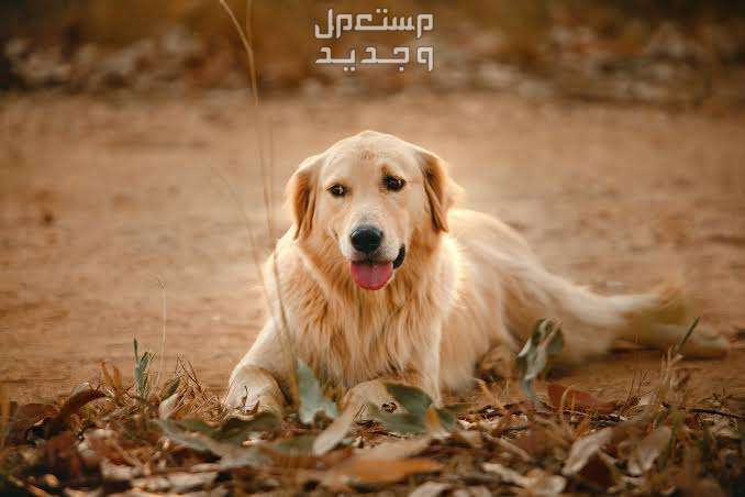 تعرف على اشكال كلاب جولدن مختلفة جولدن ريتريفر