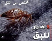 شركة مكافحة الصراصير والنمل والبق بحائل شركة مكافحة حشرات بحائل