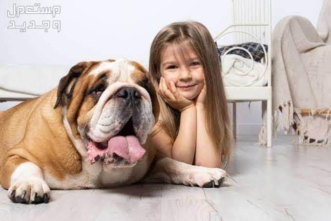تعرف على أفضل 10 سلالات كلاب للاطفال كلب البولدوج