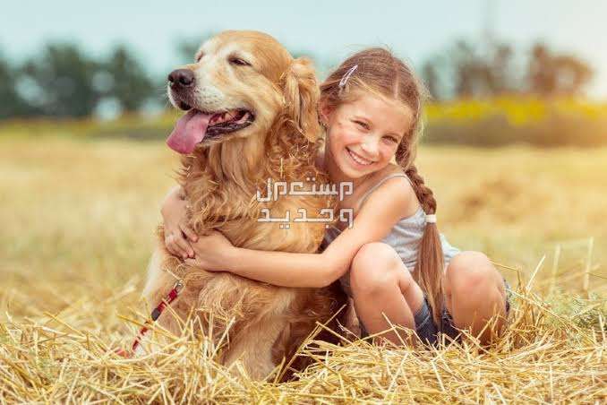 تعرف على أفضل 10 سلالات كلاب للاطفال كلب جولدن ريتريفر