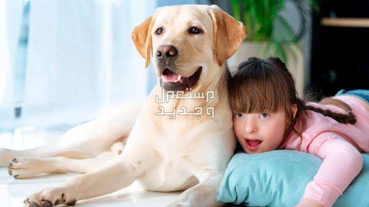 تعرف على أفضل 10 سلالات كلاب للاطفال كلب لابرادور ريتريفر