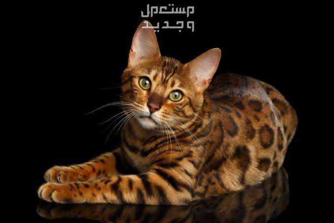 تعرف على احلى قطط في العالم قط البنغال
