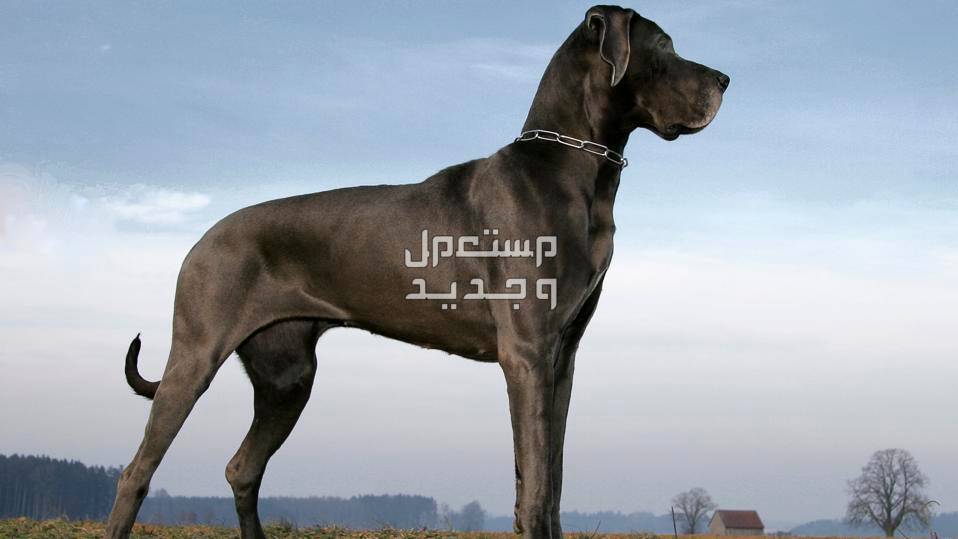 استكشف الأنواع المختلفة من سلالات كلاب كبيرة الحجم كلاب كبيرة الحجم