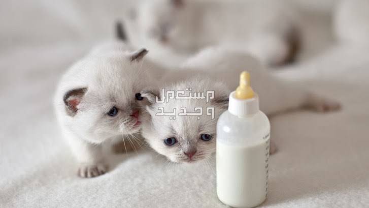 تعرف على كيفية العناية بالقطط حديثة الولادة اليتيمة قطط بيضاء صغيرة