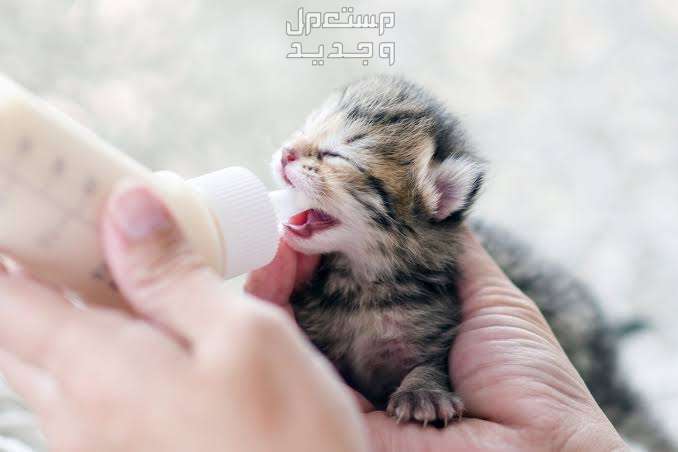 تعرف على كيفية العناية بالقطط حديثة الولادة اليتيمة في السعودية تغذية قطة حديثة الولادة
