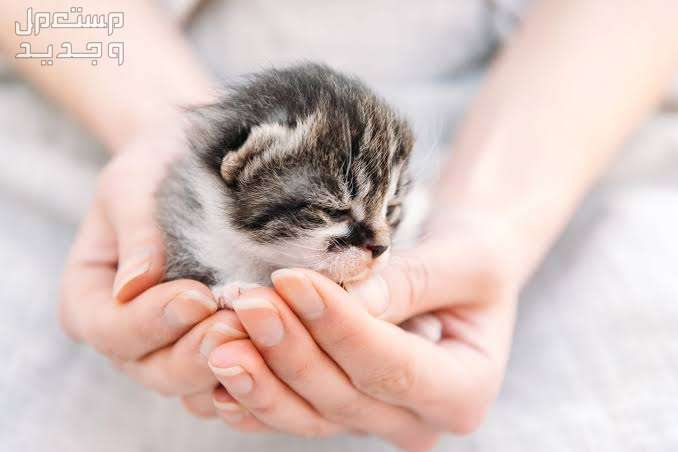 تعرف على كيفية العناية بالقطط حديثة الولادة اليتيمة في السعودية قطة بعمر أسبوعين