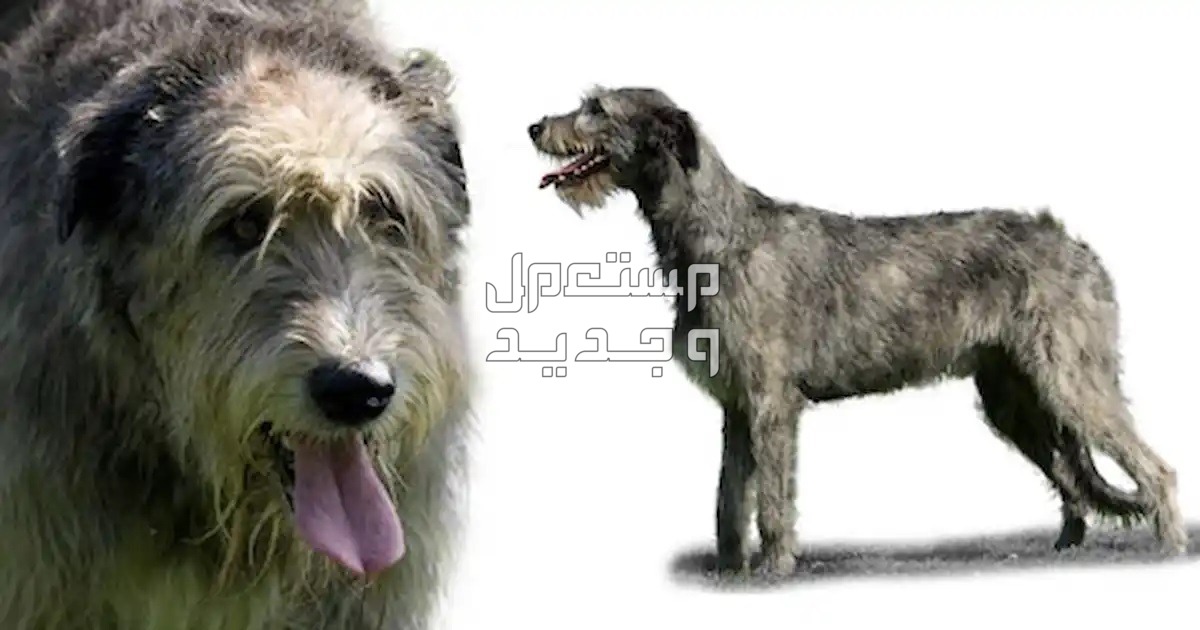 كلاب كبيره من فصيلة ولف هاوند - تعرف عليها ولف هاوند