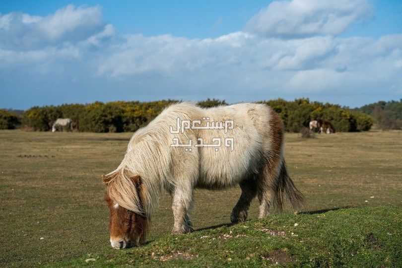 تعرف على خيول بوني القصيرة رعاية خيول بوني