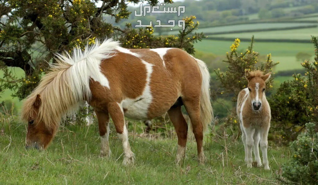 تعرف على خيول بوني القصيرة خيول قصيرة