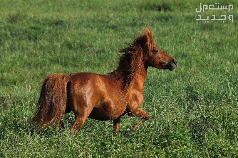 تعرف على خيول بوني القصيرة خيل قصير الحجم