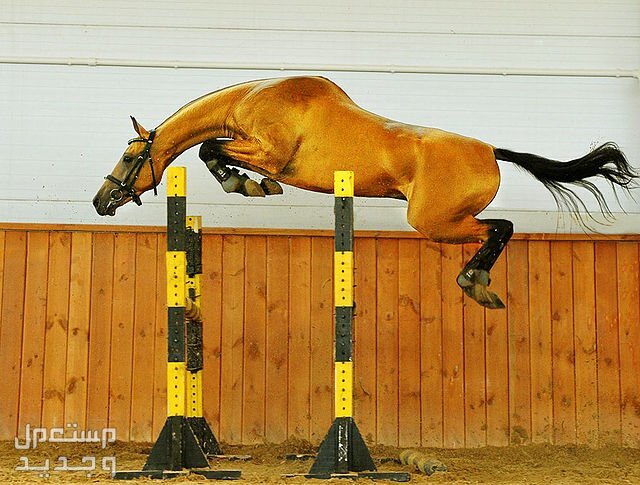 كل ما تحتاج لمعرفته عن خيول القفز الرشيقة في الإمارات العربية المتحدة خيل رشيق يقفز فوق حاجزين