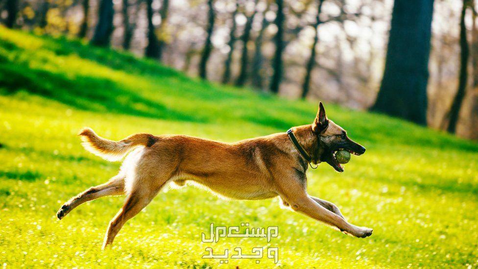 تعرف على أشهر 9 كلاب بوليسي كلب مالينو البلجيكي