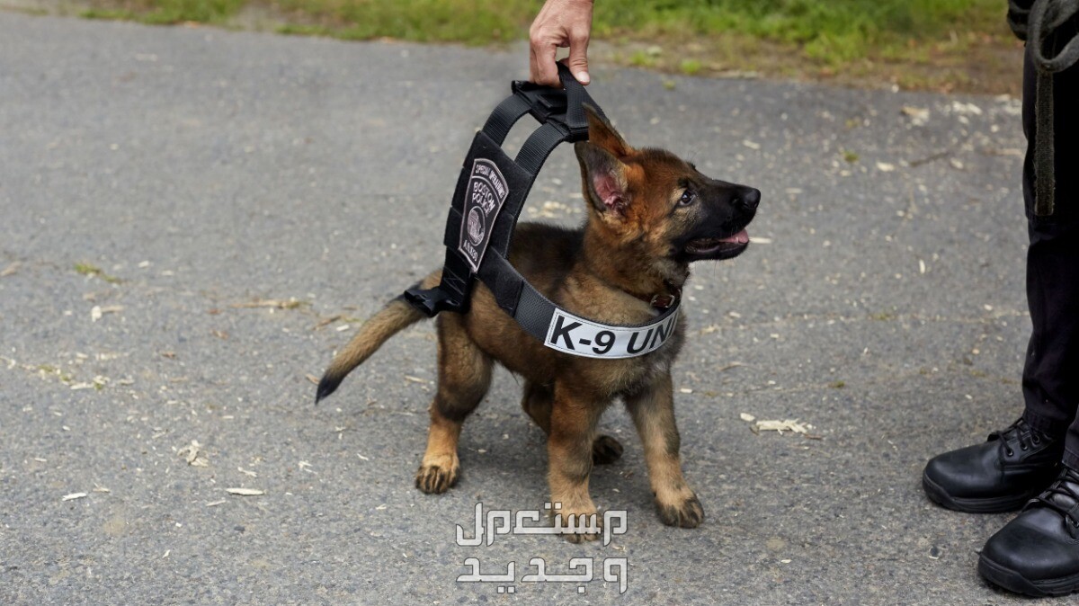 تعرف على كيفية تدريب كلب جيرمن صغير على الحراسة تدريب كلب الجيرمن على الحراسة