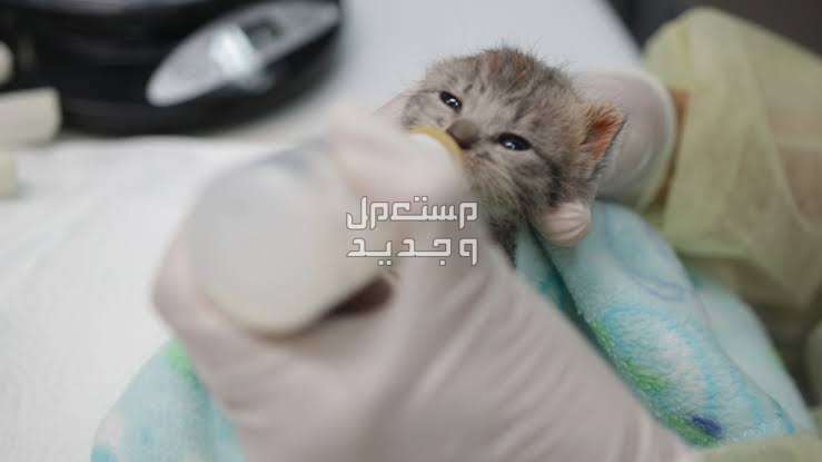 تعرف على طرق رضاعة القطط الصغيره يدويًا الرضاعة يدويًا