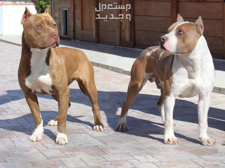 تعرف على أشهر أنواع الكلاب البيتبول في السعودية أنواع الكلاب البيتبول