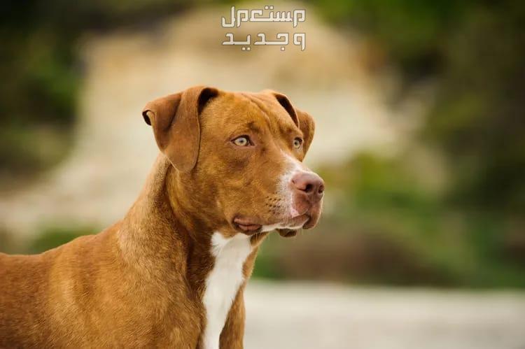 تعرف على أشهر أنواع الكلاب البيتبول في السعودية كلب البيتبول الأمريكي