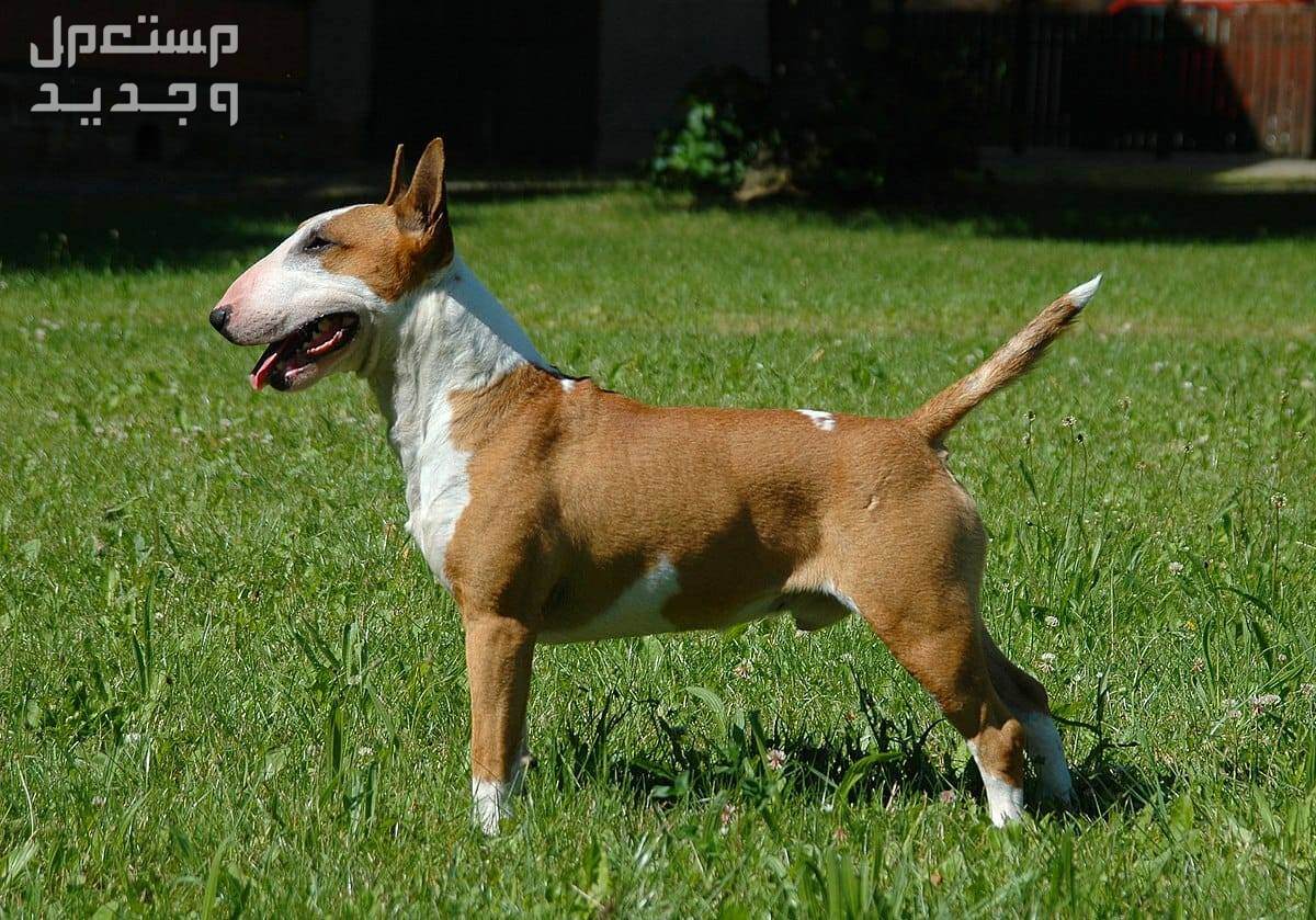 تعرف على أشهر أنواع الكلاب البيتبول في ليبيا كلب بول تيرير