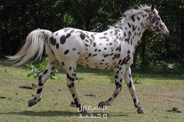 لمحبي الخيول - شاهد وتعرف على اجمل خيول العالم خيل أبالوزا