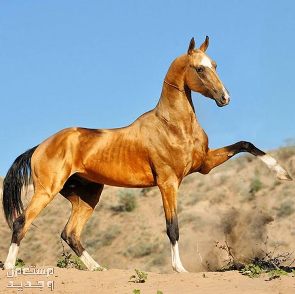 لمحبي الخيول - شاهد وتعرف على اجمل خيول العالم خيل أخال تيكي