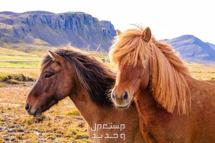 لمحبي الخيول - شاهد وتعرف على اجمل خيول العالم الخيول الأيسلندية
