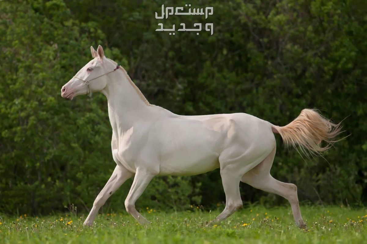 لمحبي الخيول - شاهد وتعرف على اجمل خيول العالم اجمل خيول العالم