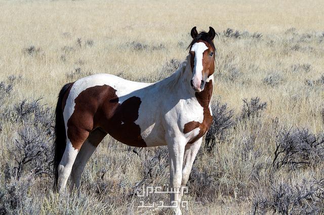 لمحبي الخيول - شاهد وتعرف على اجمل خيول العالم خيل جميل الشكل