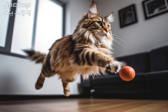لمحبي القطط - تعرف على أفضل العاب قطط متحركة في الأردن قطة تلعب بالكرة