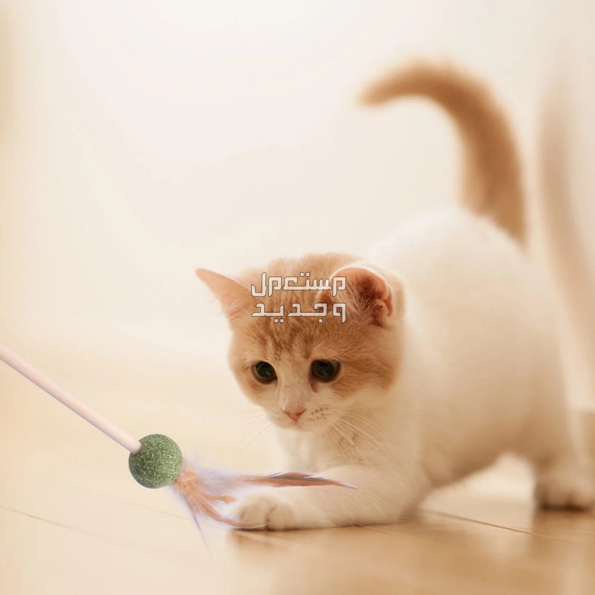 لمحبي القطط - تعرف على أفضل العاب قطط متحركة في العراق قطة تلعب بالريشة