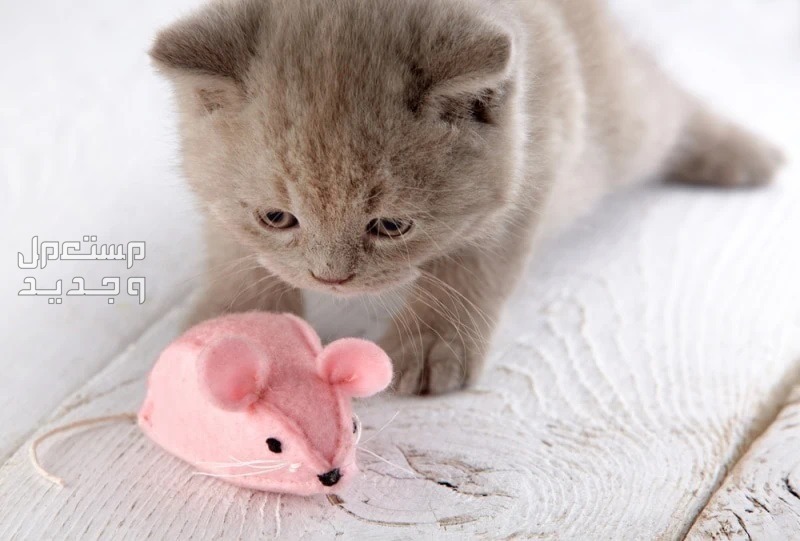 لمحبي القطط - تعرف على أفضل العاب قطط متحركة في الأردن لعبة الفأر للقطط