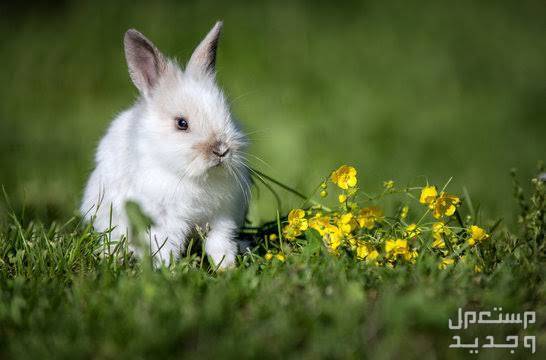 تعرف على أهم المعلومات التي تخص ارانب انقورا في الأردن أرنب صغير يأكل زرع أخضر
