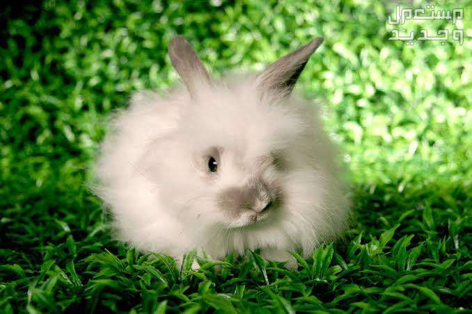 تعرف على أهم المعلومات التي تخص ارانب انقورا في السعودية أرنب صغير كثير الشعر