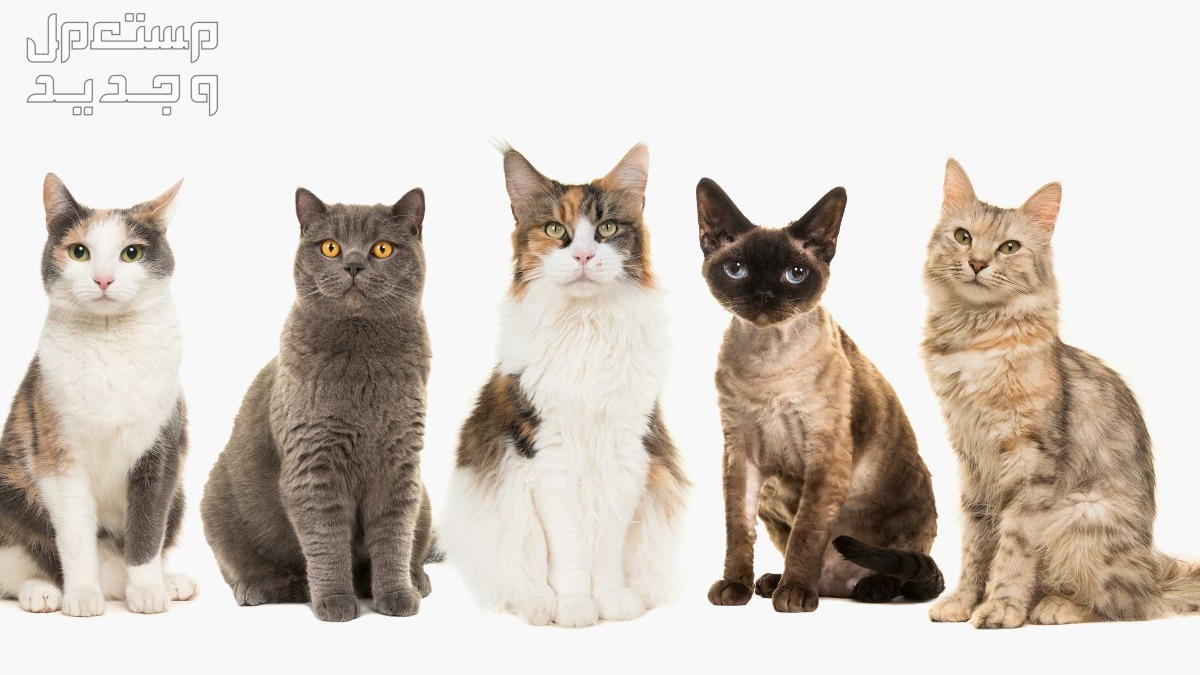 تعرف على انواع قطط لا تسبب الحساسية أنواع قطط لا تسبب الحساسية