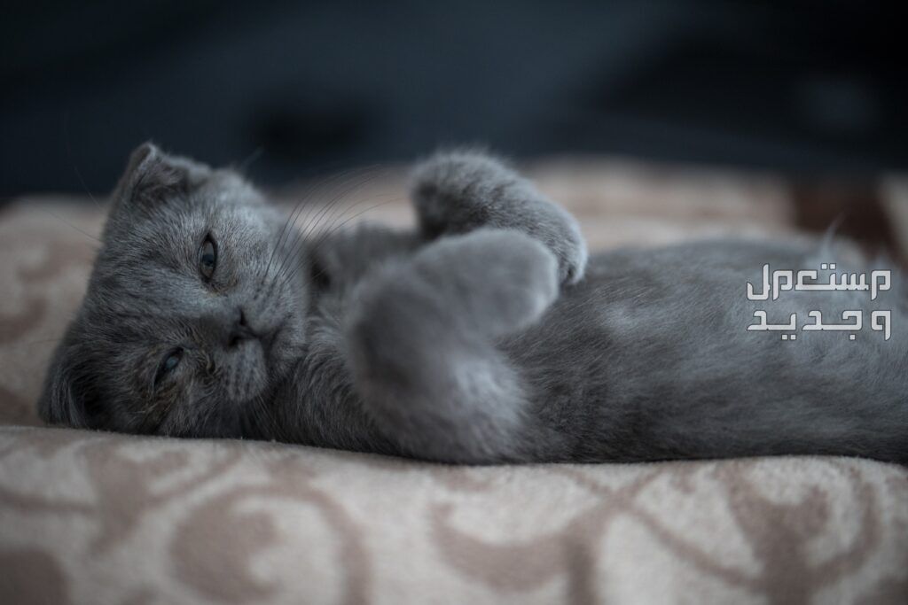 تعرف على معلومات وحقائق عن قطط اسكتلندية من سلالة سكوتش فولد قطة سكوتش فولد تنام بطريقة لطيفة