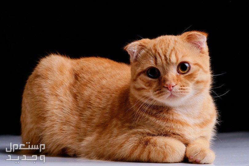 تعرف على معلومات وحقائق عن قطط اسكتلندية من سلالة سكوتش فولد قطة سكوتش فولد بلون غير تقليدي