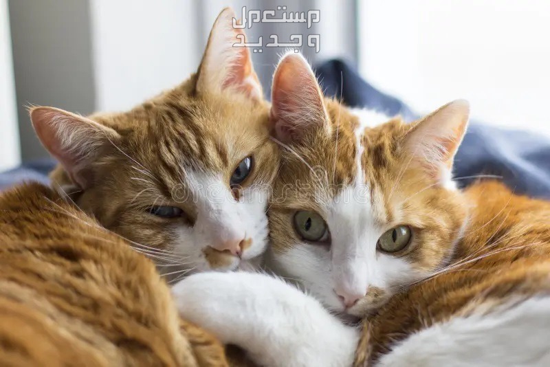 تعرف على موسم تزاوج القطط وما هو شهر تزاوج القطط المفضل في البحرين قطط محبين لبعض