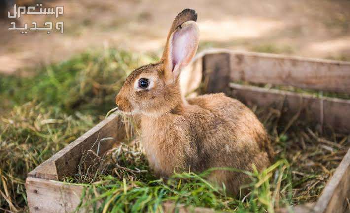 تعرف على أفضل ارانب منزليه للتربية في البحرين أرنب صغير