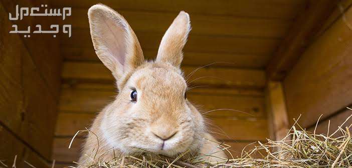 تعرف على أفضل ارانب منزليه للتربية في الإمارات العربية المتحدة وجه الأرنب اللطيف