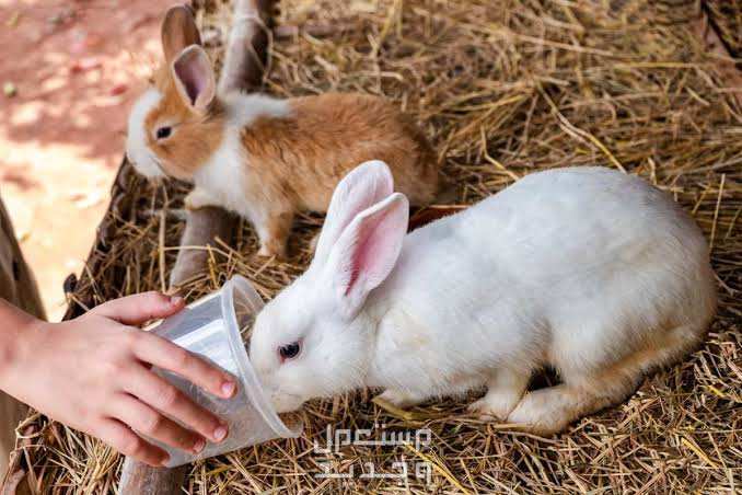 تعرف على أفضل ارانب منزليه للتربية في عمان أرانب تشرب ماء