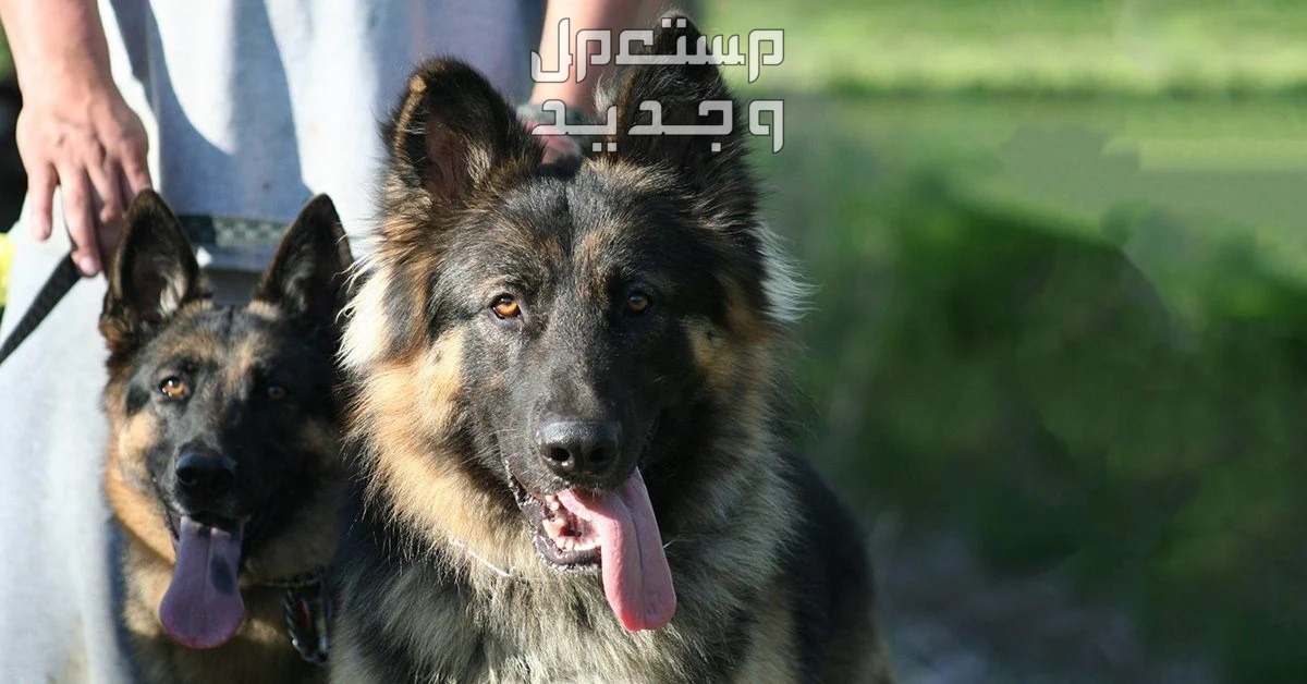 حقائق مثيرة ورائعة عن كلاب جيرمن شيبرد الألمانية كلب جيرمن شيبرد