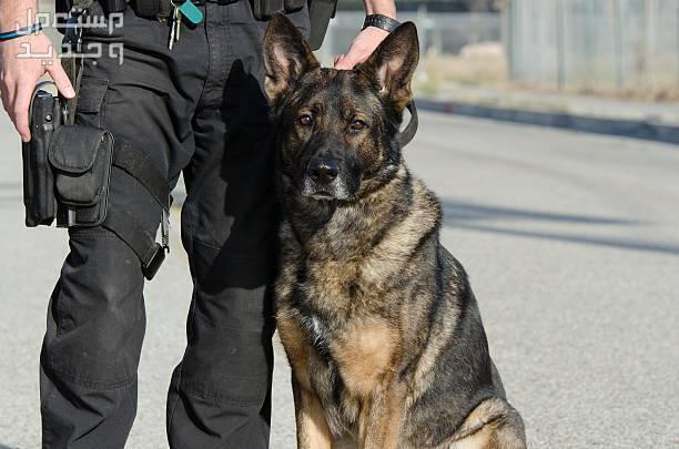 حقائق مثيرة ورائعة عن كلاب جيرمن شيبرد الألمانية كلاب k9
