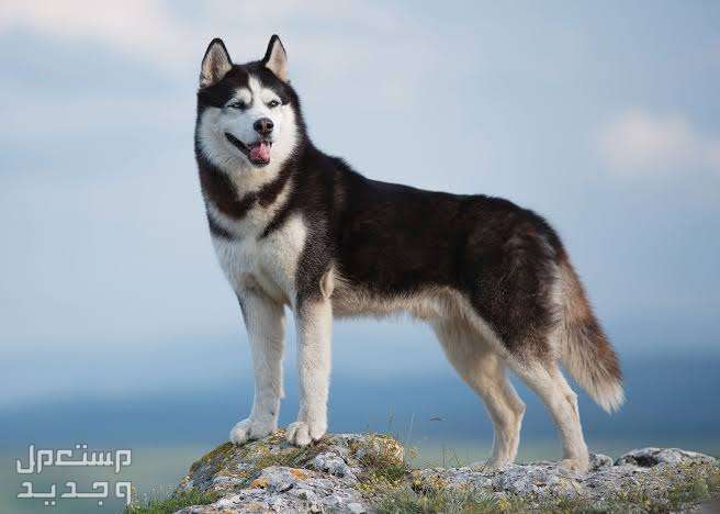 تعرف على حقائق ومعلومات رائعة عن كلاب هاسكي في الجزائر حجم الكلب الهاسكي