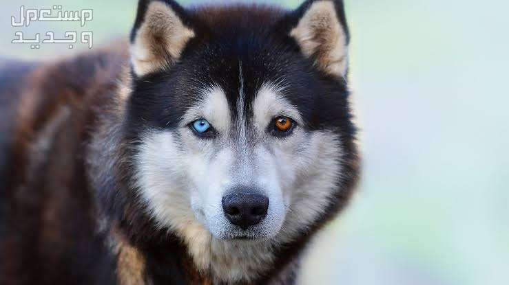 تعرف على حقائق ومعلومات رائعة عن كلاب هاسكي في السعودية عيون كلب الهاسكي المختلفة