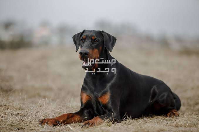 تعرف على حقائق ومعلومات مثيرة عن كلاب دوبر مان دوبرمان جالس