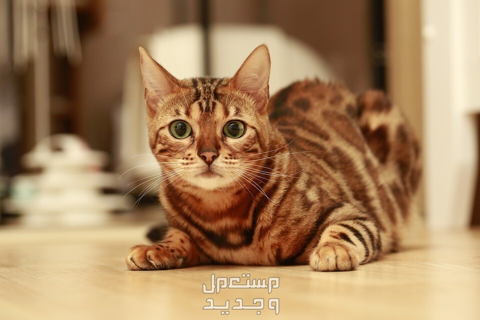 شاهد صور قطط تُعد هي الأغلى في العالم في السعودية أغلى قطط في العالم