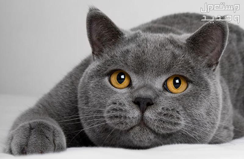 شاهد صور قطط تُعد هي الأغلى في العالم في السعودية قط رمادي بعيون ذهبية