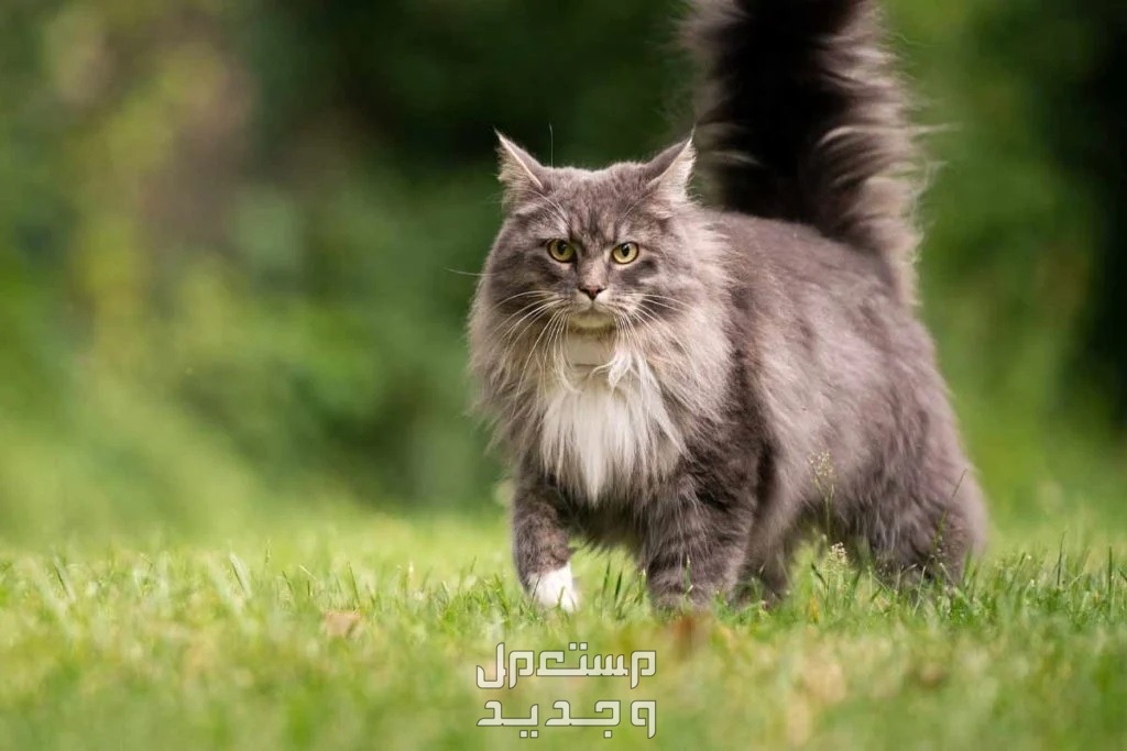 شاهد صور قطط تُعد هي الأغلى في العالم في البحرين قط ماين كون