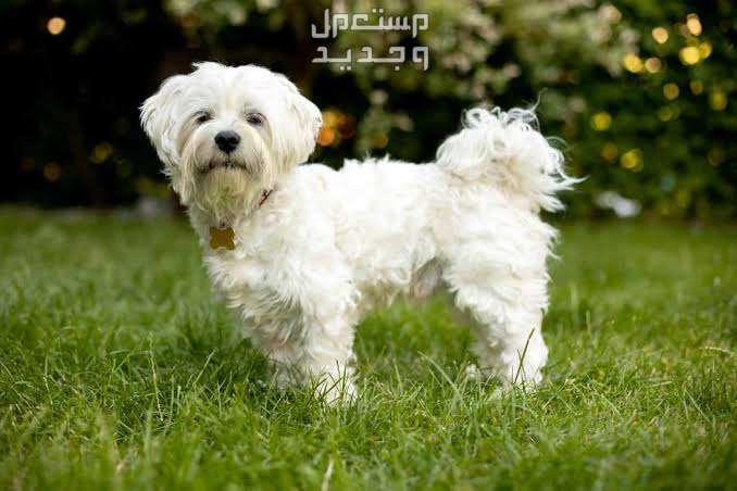 تعرف على أهم السمات الإيجابية لدى كلاب المالتيزر في الجزائر حجم كلب المالتيزر
