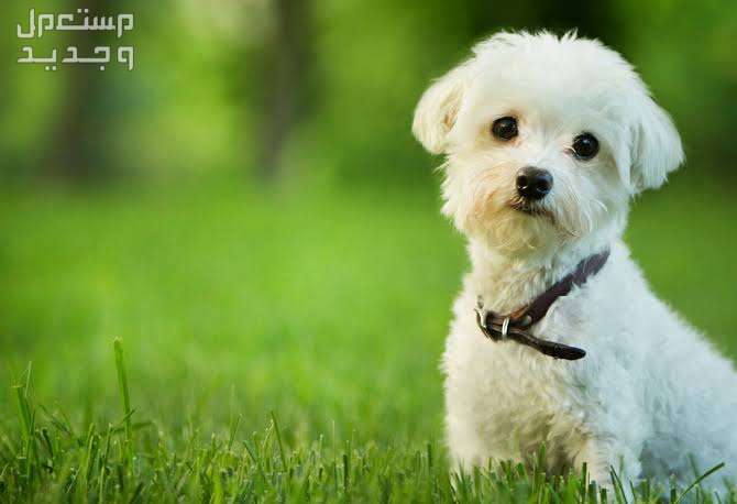 تعرف على أهم السمات الإيجابية لدى كلاب المالتيزر في الجزائر كلب صغير الحجم
